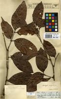 Type of Matayba inelegans Spruce ex Radlk. [family SAPINDACEAE]