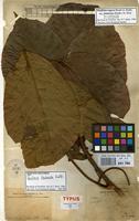 Isotype of Paullinia fimbriata Radlk. [family SAPINDACEAE]