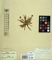 Isotype of Plantago praecox C.A.Mey. [family PLANTAGINACEAE]