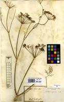 Type of Anethum sowa Roxb. ex Fleming [family UMBELLIFERAE]