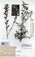 Holotype of Castilleja longibracteata M.Martens & Galeotti [family OROBANCHACEAE]