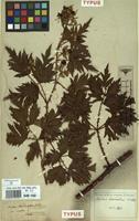Type of Rubus laciniatus Willd. [family ROSACEAE]