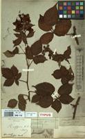 Type of Rubus affinis Weihe & Nees [family ROSACEAE]