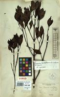 Syntype of Faramea dichotoma K.Schum. ex Glaziou [family RUBIACEAE]