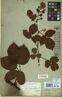 Type of Rubus carpinifolius Weihe & Nees [family ROSACEAE]