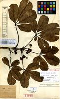 Isotype of Vitex homblei De Wild. [family LABIATAE]