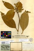 Filed as Solanum mauritianum Scop. [family SOLANACEAE]