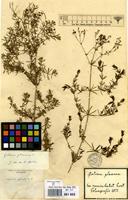 Filed as Galium glaucum L. [family RUBIACEAE]