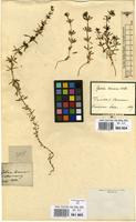 Filed as Galium verrucosum Huds. [family RUBIACEAE]
