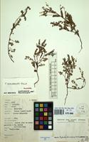 Holotype of Phyllanthus burundiensis Jean F. Brunel [family EUPHORBIACEAE]