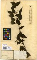 Type of Acalypha amblyodonta (Müll.Arg.) Müll.Arg. var. villosa Müll.Arg. [family EUPHORBIACEAE]