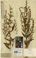 Filed as Lythrum virgatum L. [family LYTHRACEAE]