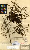 Syntype of Serjania fuscifolia Radlk. [family SAPINDACEAE]