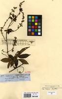 Syntype of Serjania sphaerococca Radlk. [family SAPINDACEAE]