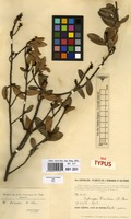 Syntype of Erythroxylum perrotii A.Chev. [family ERYTHROXYLACEAE]