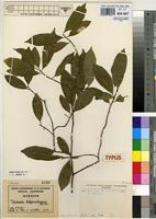 Type of Turraea adjanohounii Ake Assi [family MELIACEAE]