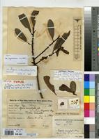 Isosyntype of Rapanea pulchra Gilg. & Schellenb. [family MYRSINACEAE]