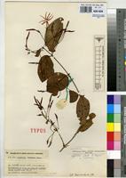 Isotype of Jasminum thomense Exell [family OLEACEAE]