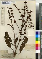 Isosyntype of Rumex steudelii Hochst. ex A.Rich. [family POLYGONACEAE]