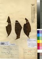 Isotype of Protea madiensis Oliv. var. sublucida De Wild. [family PROTEACEAE]