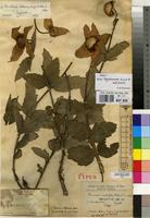 Isotype of Clematopsis simplicifolia Hutch. & Summerh. [family RANUNCULACEAE]
