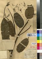 Type of Fagara melanorhachis Hoyle [family RUTACEAE]