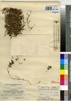 Isotype of Portulaca pseudoquadrifida Poelln. [family PORTULACACEAE]