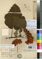 Isotype of Dombeya nyasica Exell [family STERCULIACEAE]