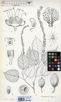 Filed as Croton sylvaticus Hochst. ex Krauss [family EUPHORBIACEAE]