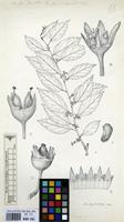Filed as Choristylis rhamnoides Harv. [family ESCALLONIACEAE]