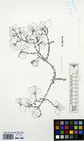 Filed as Tricalysia niamniamensis subsp. nodosa (Robbr.) Bridson [family RUBIACEAE]