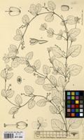 Filed as Veronica abyssinica Fresen. [family SCROPHULARIACEAE]