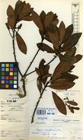 Filed as Rapanea melanophloeos (L.) Mez [family MYRSINACEAE]