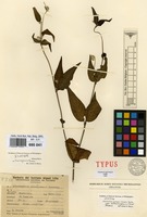 Isotype of Alternanthera altacruzensis Suess. [family AMARANTHACEAE]