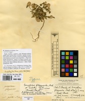 Type of Gomphrena filaginoides M.Martens & Galeotti [family AMARANTHACEAE]