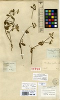 Holotype of Telanthera manillensis Walp. [family AMARANTHACEAE]