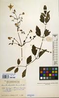 Filed as Clematis welwitschii Hiern ex Kuntze [family RANUNCULACEAE]