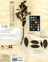 Lectotype of Bejaria floribunda M.Martens & Galeotti [family ERICACEAE]