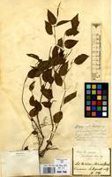 Type of Acalypha gracilis Spreng. var. pubescens Mull.Arg. [family EUPHORBIACEAE]