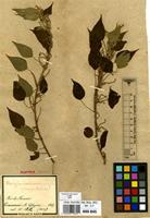 Syntype of Acalypha brasiliensis Mull.Arg. var. longipes Mull.Arg. [family EUPHORBIACEAE]