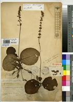 Type of Icomum hockii De Wild [family LAMIACEAE]