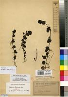 Isoneotype of Veronica abyssinica Fresen. [family SCROPHULARIACEAE]
