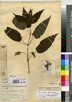 Type of Thunbergia humbertii Mildbr. [family ACANTHACEAE]