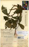 Holotype of Brachystephanus africanus S.Moore var. longibracteatus Champl. [family ACANTHACEAE]