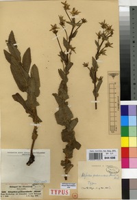 Type of Alepidea peduncularis Steud. ex A.Rich. [family UMBELLIFERAE]