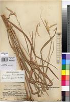 Isosyntype of Andropogon lindiensis Pilg. [family POACEAE]