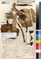 Holotype of Amorphophallus lewallei Malaisse & Bamps [family ARACEAE]