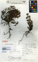 Isotype of Anthospermum longisepalum Homolle ex Puff [family RUBIACEAE]