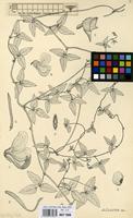 Filed as Vigna kirkii (Baker) J.B.Gillett [family LEGUMINOSAE-PAPILIONACEAE]