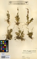 Filed as Oberonia disticha Schltr. [family ORCHIDACEAE]
